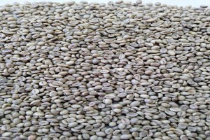 Robusta Coffee Beans from Vietnam +84989975153 from Vietnam